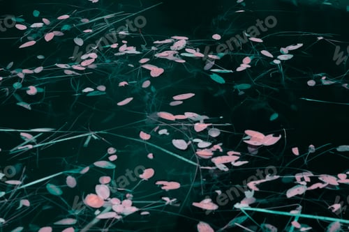 Preview: Water grass floating in lake