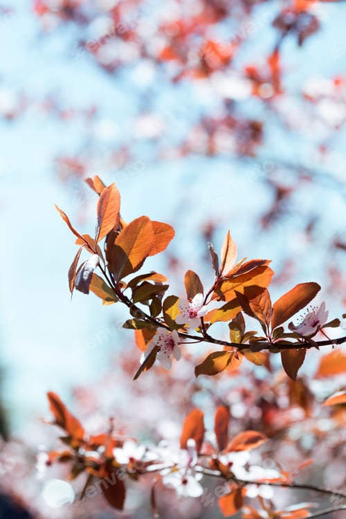 Preview: tree branch with buds and flowers