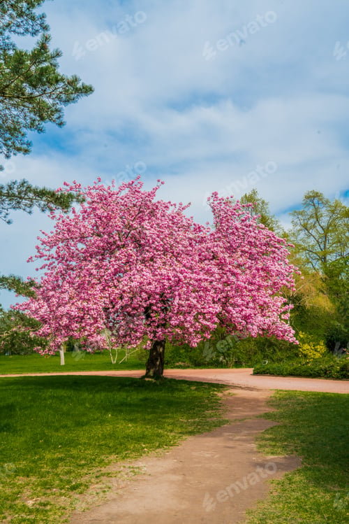 Preview: Japanese cherry sakura with pink flowers in spring time on green meadow.