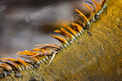 Preview: Green iguana (Iguana iguana) near La Fortuna, Arenal, Alajuela Province, Costa Rica