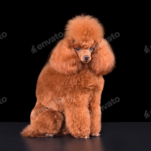 Preview: Sitting apricot toy poodle