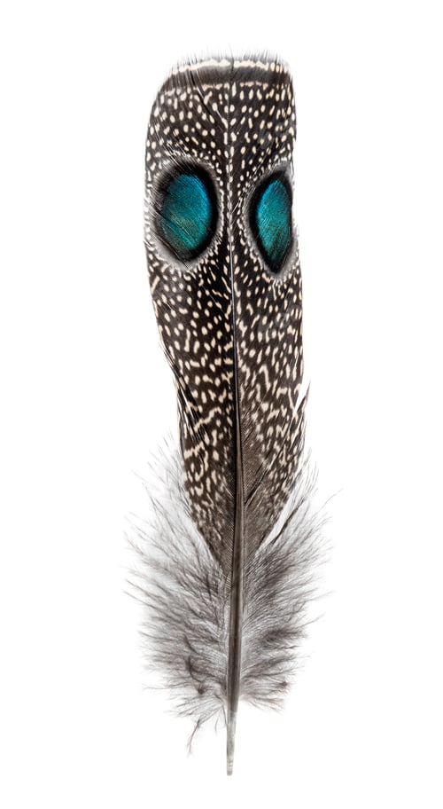 Preview: Spotted feather of a Palawan peacock-pheasant with two Eyespots, Polyplectron napoleonis