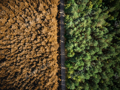 Preview: Autumn fall over forest, top down drone view