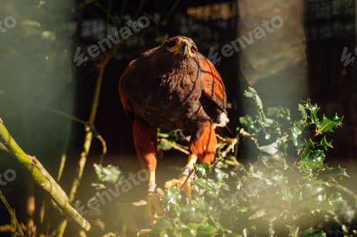 Preview: Harris Eagle perched on a branch