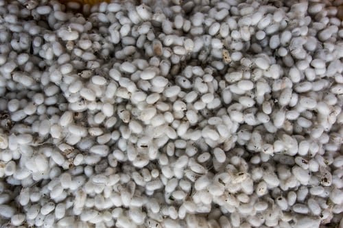 Preview: White cocoons of silkworm for making fabric of Indian silk.