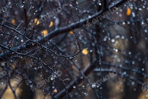 Preview: Close-up of rain drops on a tree