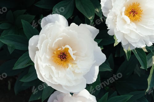 Preview: Beautiful fresh delicate white peony flowers in full bloom in the garden.