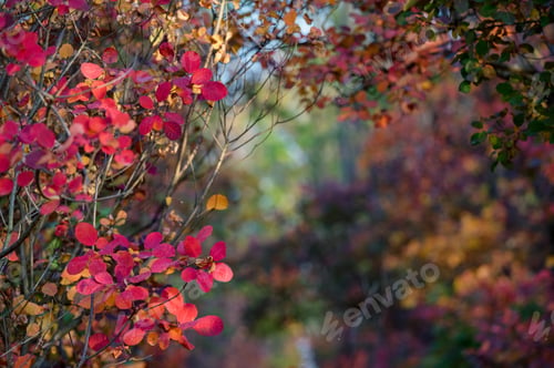 Preview: Bright autumn forest with red and orange leaves of smoke tree