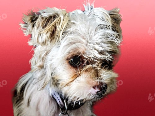 Preview: Head shot shorkie puppy thinking thoughts with emotion.