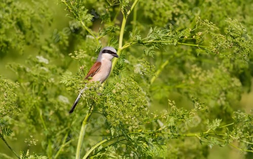 Preview: Red-backed shrike, Lanius collurio. The bird hunts, sits on a branch and waits for prey