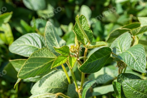Preview: Young soybean plants with flowers on soybean cultivated field