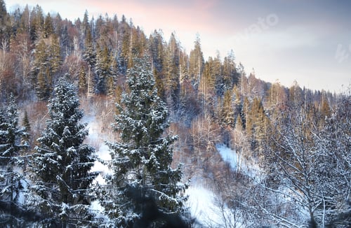 Preview: Snowy fir trees in cold winter forest