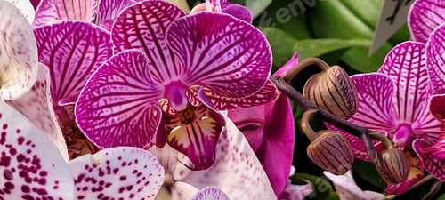 Preview: Beautiful closeup shot of a vibrant purple orchid, its delicate petals