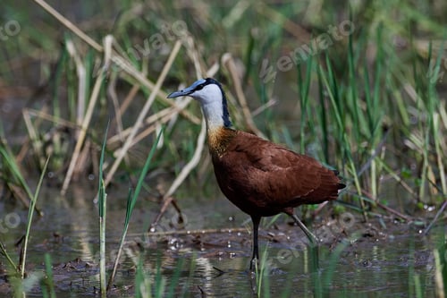 Preview: African jacana (Actophilornis africanus)