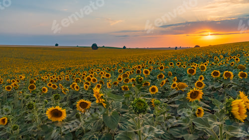 Preview: Sunflower field at sunset time