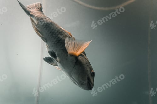 Preview: nice and curious big fish swimming calm and relaxed at the bottom of the sea seen through the glass