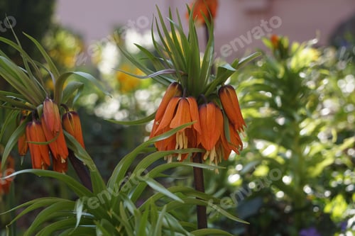 Preview: Vibrant Crown Imperial Flowers Plant blooming in a lush green meadow surrounded by trees and bushes