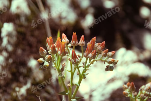 Preview: Vibrant close-up of orange flowers