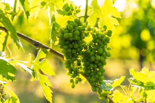 Preview: Italian wine production cultivation Fruit