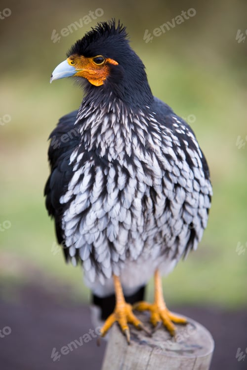 Preview: Curiquinge andean bird in Cotopaxi National Park in Ecuador