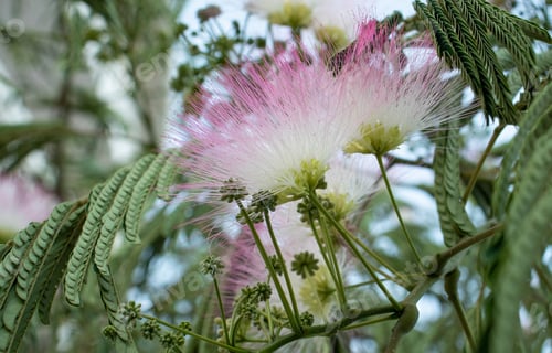 Preview: Lemkaran acacia against the blue sky