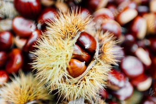 Preview: Chestnuts, some in prickly casing