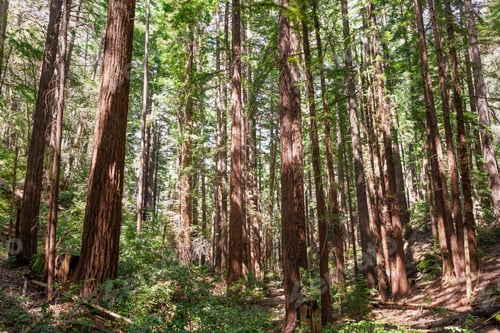 Preview: Coastal Redwood forest