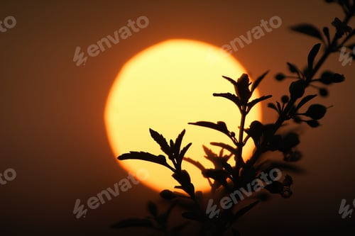 Preview: The silhouettes plant with the sun