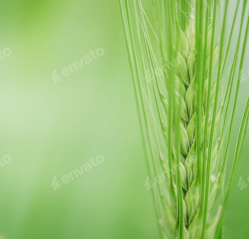 Preview: View on fresh ears of young green wheat and on nature in spring summer field close-up.