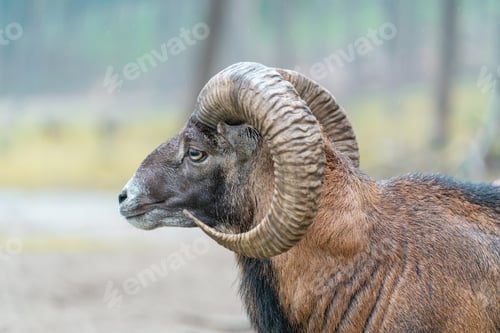 Preview: Closeup of a male European mouflon, Ovis aries musimon.