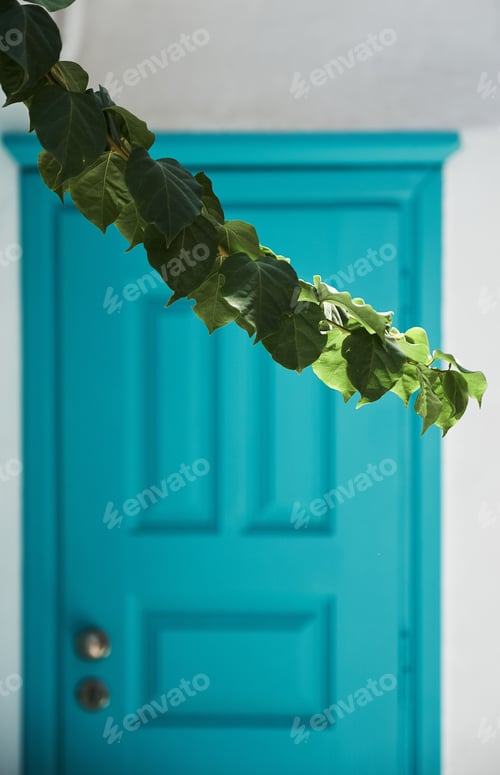 Preview: Vertical closeup shot of a branch of leaves in front of a blue door of a house in Mykonos, Greece