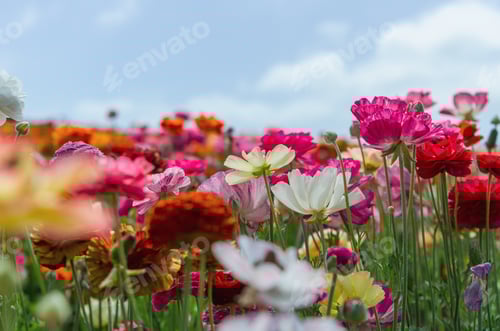 Preview: Bright colorful ranunculus flowers in a field on a sunny spring day with blue sky and clouds