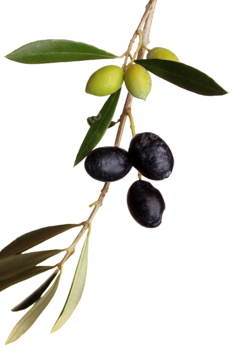 Preview: Black and green olives on branch with leaves