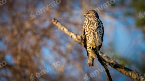 Preview: Red Shouldered Hawk