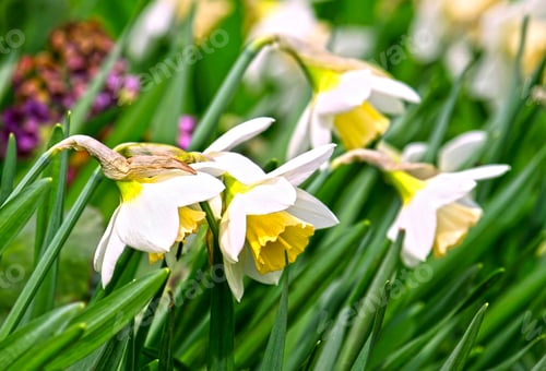 Preview: Daffodils bloom in spring sunshine, yellow and white