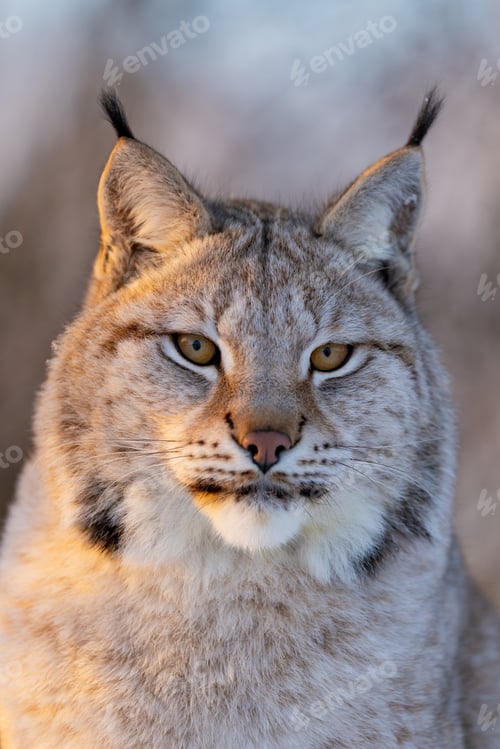 Preview: Close-up of a majestic lynx