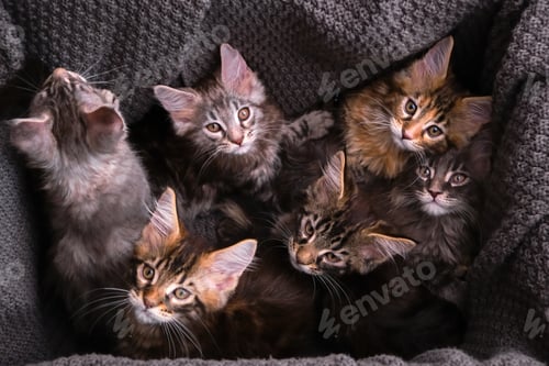 Preview: Maine Coon kittens 2 months old in a box
