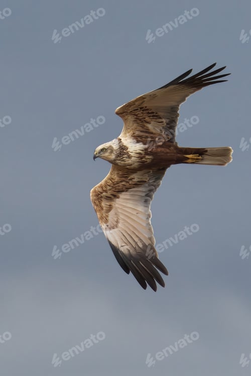Preview: bird flying high above sky with outstretched wings, in open air