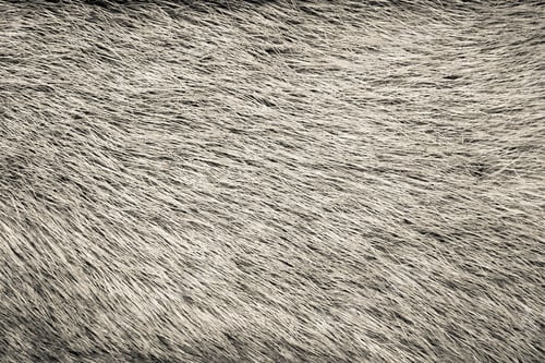Preview: Fluffy Texture Of Fur Of Wild Animals Of Beige Color For Abstract Backgrounds