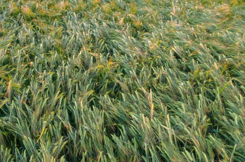 Preview: green ears of rye in the field, close up at top view