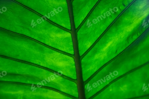Preview: green leaf abstract close up