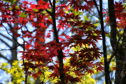 Preview: Summer sunlight filtered through the leaves of a Japanese maple tree in the woods forest trees