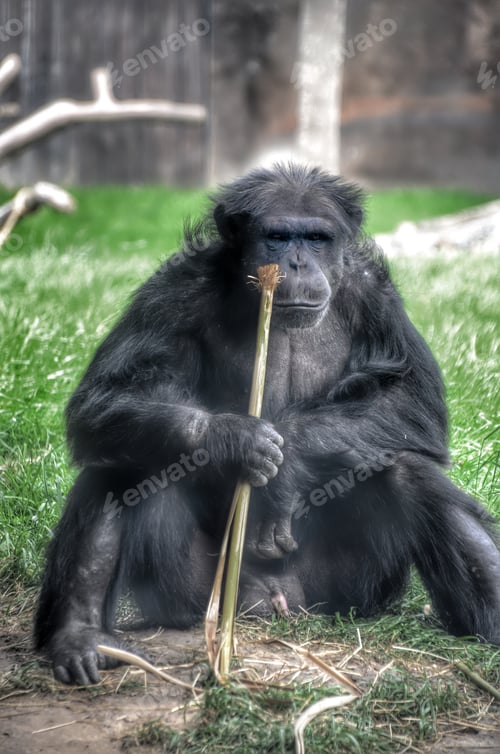 Preview: Chimp