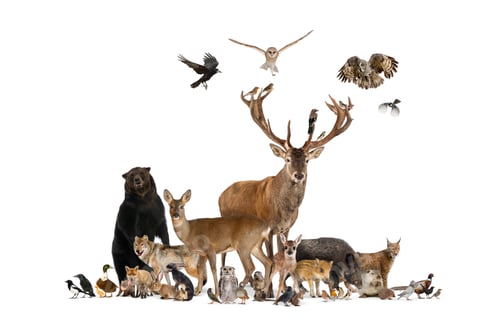 Preview: Large group of many european animals, fauna, bear, lynx, red dee