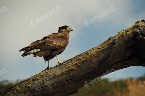Preview: On the log