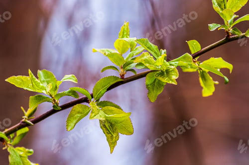 Preview: Closeup of a branch with green, lush leaves against a blurry background