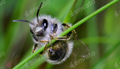 Preview: Bee, Sierra de Guadarrama National Park, Spain