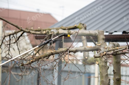 Preview: Spraying trees from pests with chemical or ecological means. Spraying detail.