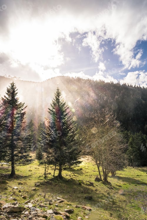 Preview: View to sunny forest