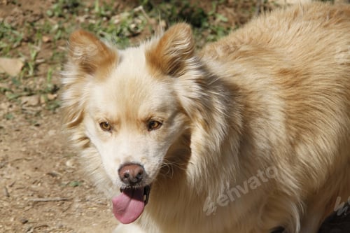Preview: Dog walking across a street with its tongue hanging out